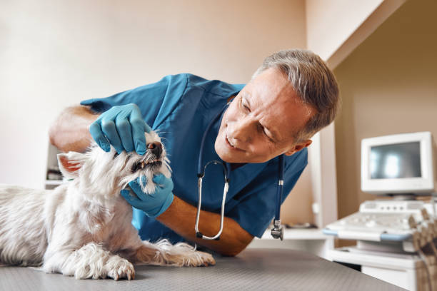 Best Mobile Emergency Dentist in Oakland, NJ